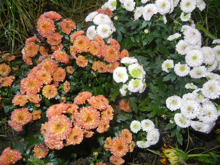 Chrysanth Bellissima (2014, June 22)