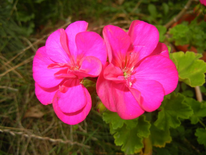 Bright Odette Geranium (2014, Aug.23) - Geranium Bright Odette