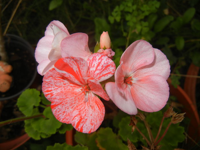 Red & White Geranium (2014, Sep.07) - ZONAL Geraniums