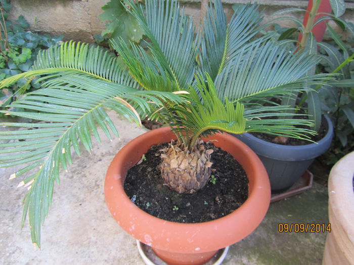 Cycas revoluta - Si citeva ghivece