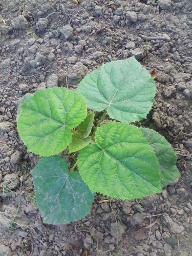 Paulownia - Paulownia Tomentosa