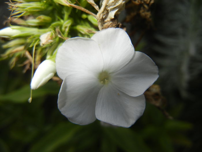 Phlox paniculata White (2014, Sep.12)