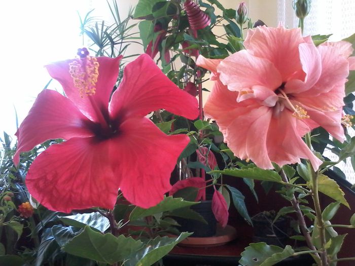 20140914_091200 - Hibiscus 2014-2015