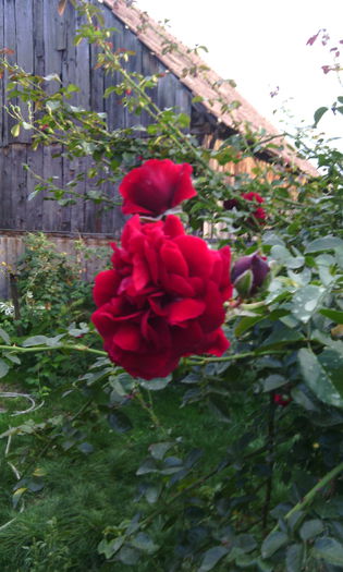 IMG_20140914_181923 - Trandafiri in gradina mea