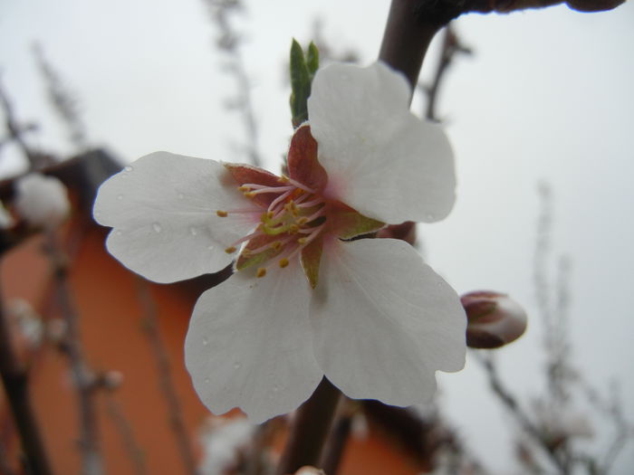 Almond Blossom (2013, April 09)