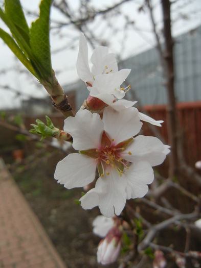 Almond Blossom (2013, April 09) - Almond Tree_Migdal