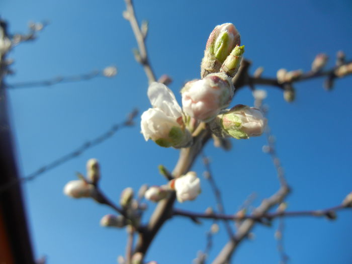 Almond Blossom (2014, March 20) - Almond Tree_Migdal