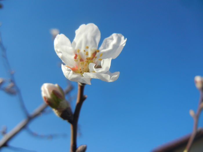 Almond Blossom (2014, March 20) - Almond Tree_Migdal