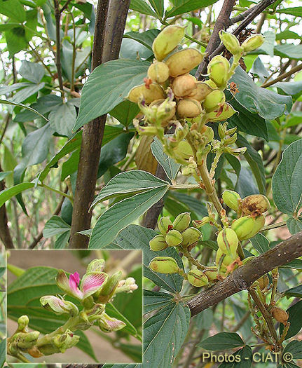 Flemingia_macrophylla - ao-alte seminte rare