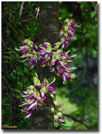 Mucuna_macrocarpa - ao-alte seminte rare