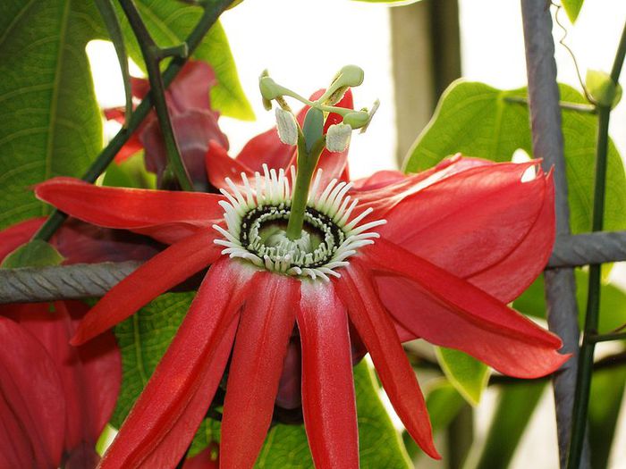 Passiflora_racemosa - ao-alte seminte rare