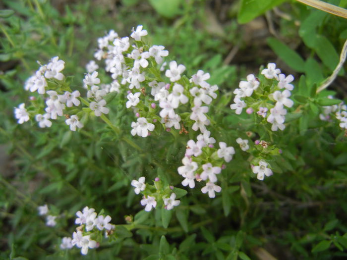 Wild Thyme (2014, May 17)