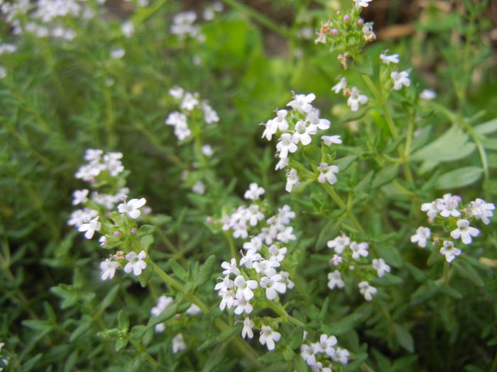 Wild Thyme (2014, May 17)