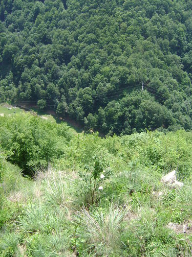 DSC01642 - CETATEA POIENARI