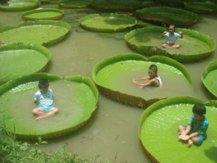 victoria amazonica - ao-alte seminte rare