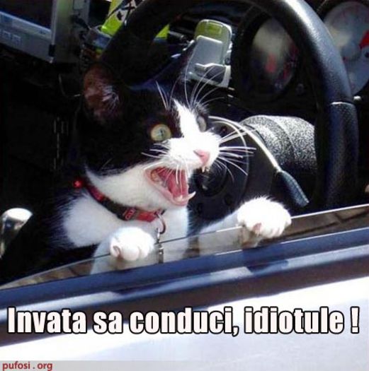 pisica-face-legea-in-trafic - AA CITATE ADEVARATE