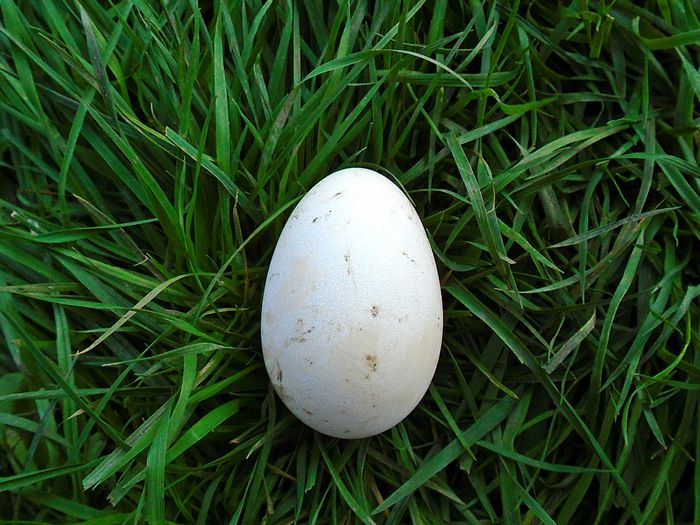 Primul ou 24 sep. 2014 (Cel mai mic oua); 24 septembrie 2014, 18:50:38
