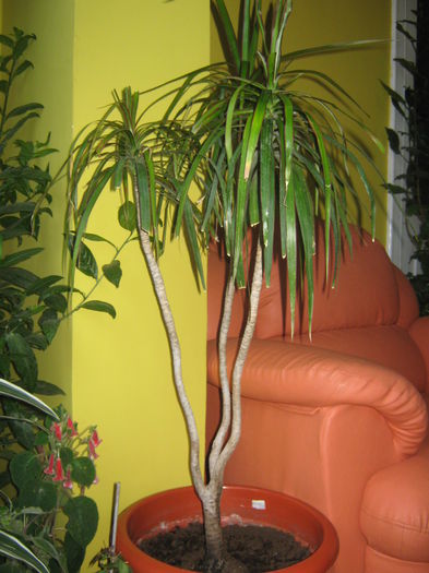 Picture My plants 1395; dracena
