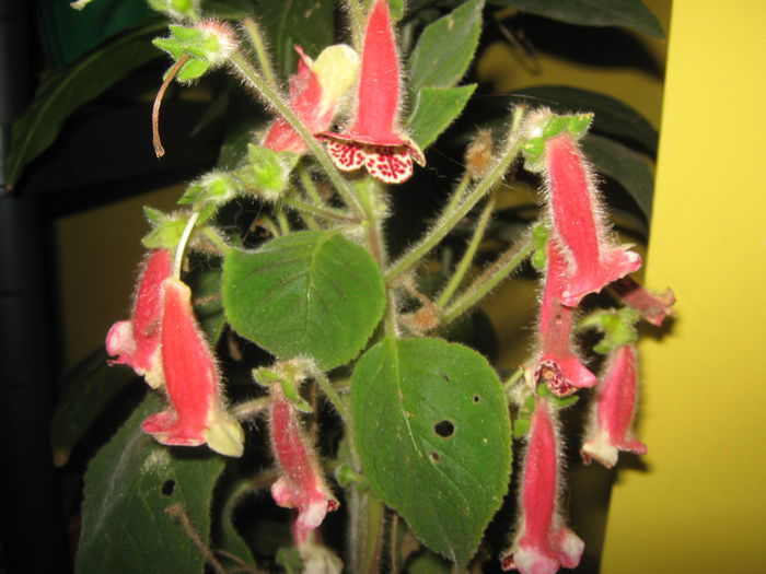 Picture My plants 1399; kohleria
