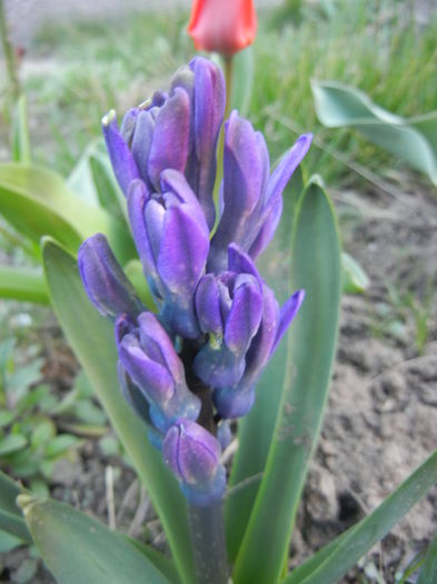 Hyacinth Peter Stuyvesant (2014, Mar.22)