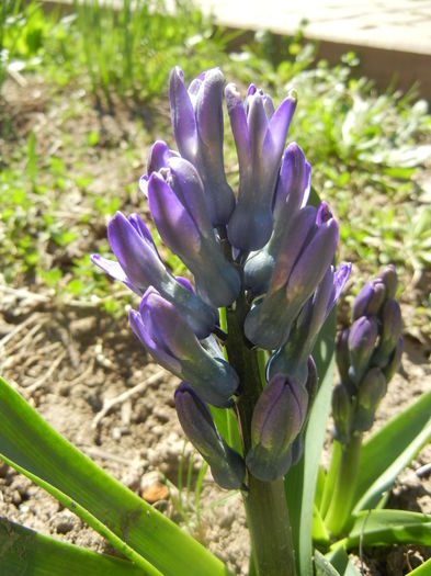 Hyacinth Peter Stuyvesant (2014, Mar.22)