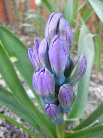 Hyacinth Peter Stuyvesant (2014, Mar.23)