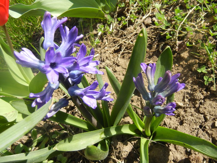 Hyacinth Peter Stuyvesant (2014, Mar.23)