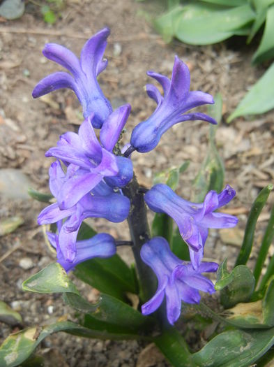 Hyacinth Peter Stuyvesant (2014, Mar.24)