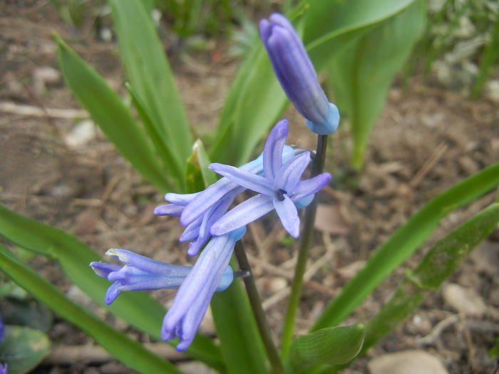 Hyacinth multiflora Blue (2014, March 24) - Hyacinth multiflora Blue
