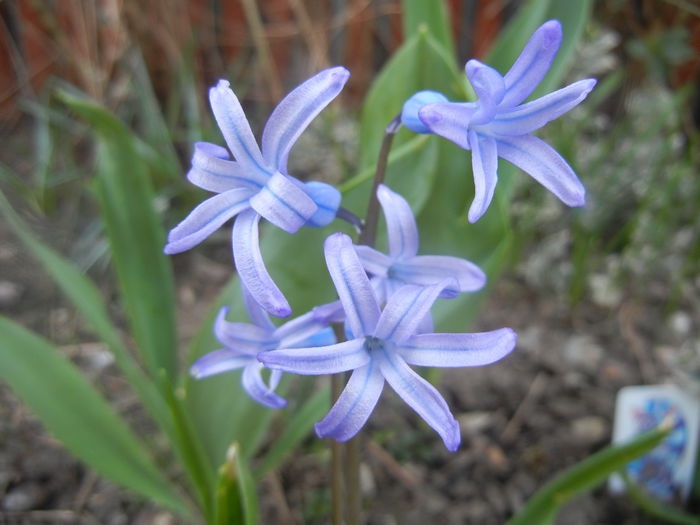Hyacinth multiflora Blue (2014, March 26)
