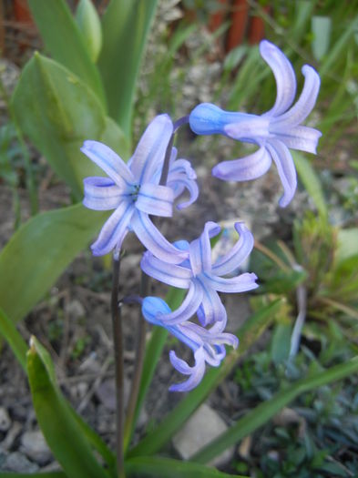 Hyacinth multiflora Blue (2014, March 27)