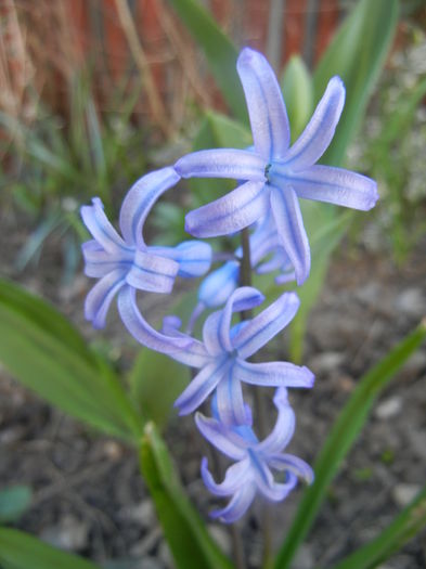 Hyacinth multiflora Blue (2014, March 27)