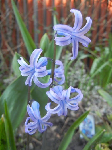 Hyacinth multiflora Blue (2014, March 29) - Hyacinth multiflora Blue