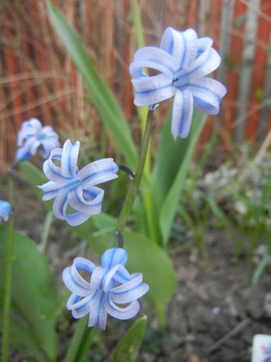 Hyacinth multiflora Blue (2014, April 03)