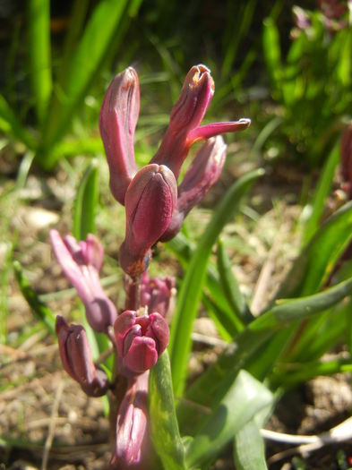 Hyacinth Woodstock (2014, March 23) - Hyacinth Woodstock