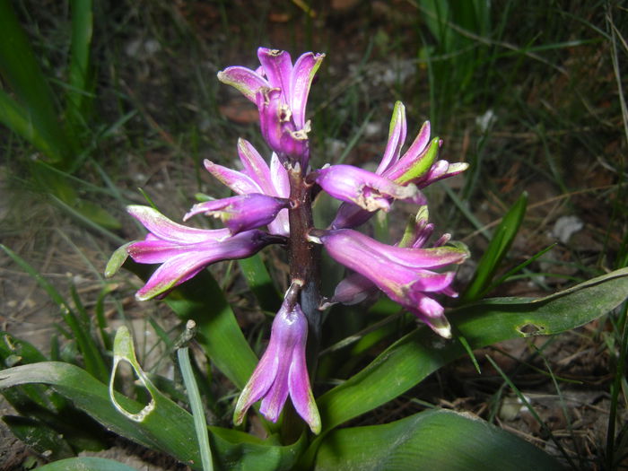 Hyacinth Amethyst (2014, March 21)