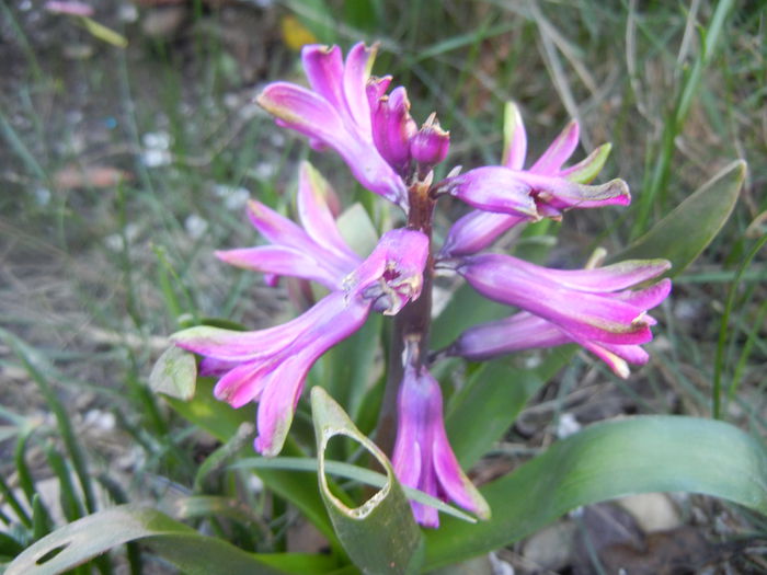 Hyacinth Amethyst (2014, March 22)