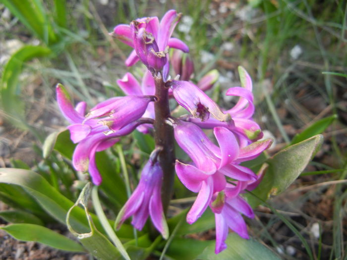 Hyacinth Amethyst (2014, March 23)