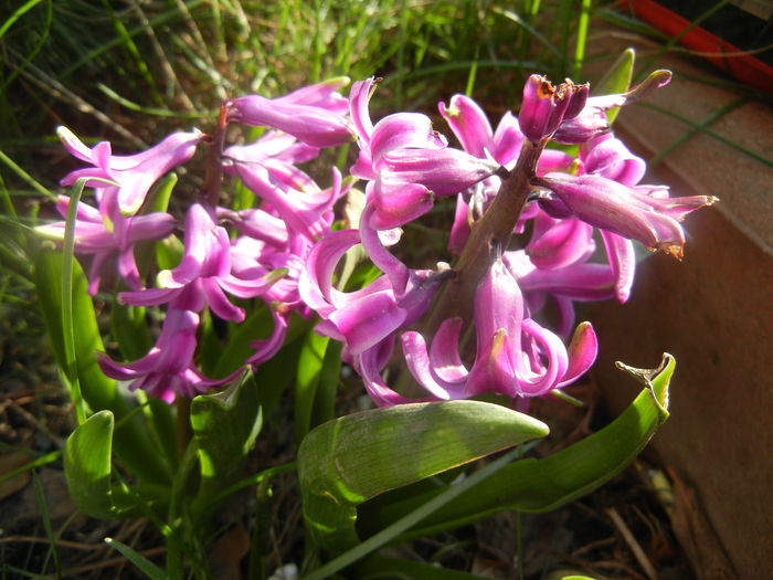 Hyacinth Amethyst (2014, March 27)