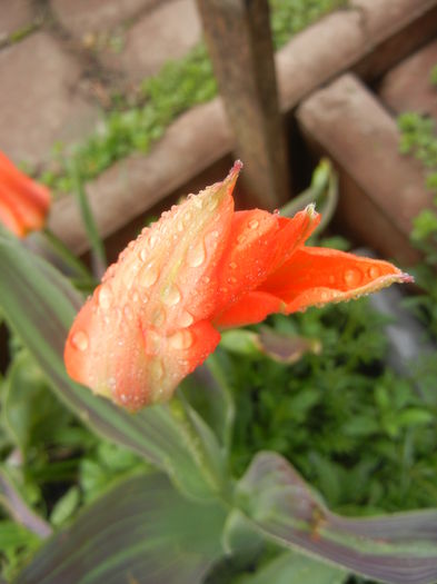 Tulipa Juan (2014, March 25)