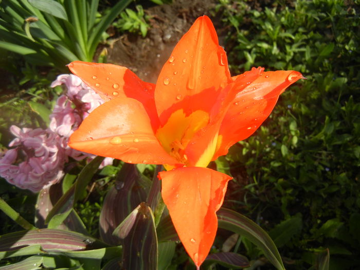 Tulipa Juan (2014, March 27)