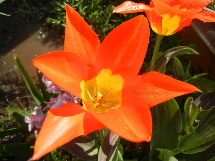 Tulipa Juan (2014, March 27)