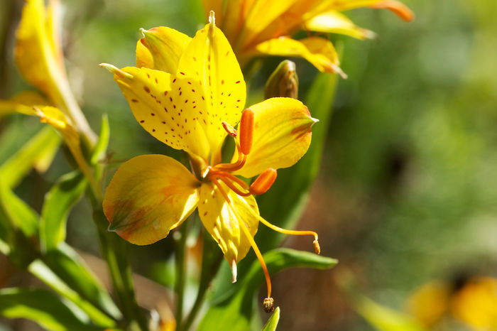 Alstroemeria-Sweet-Laura-1