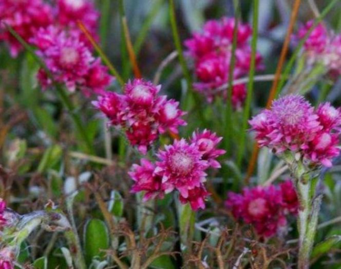 Antennaria_dioca_rubra_1