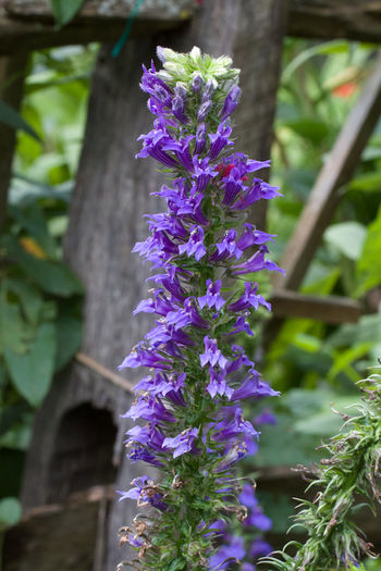 Blue-cardinal-flower-Lobelia-syphilitica