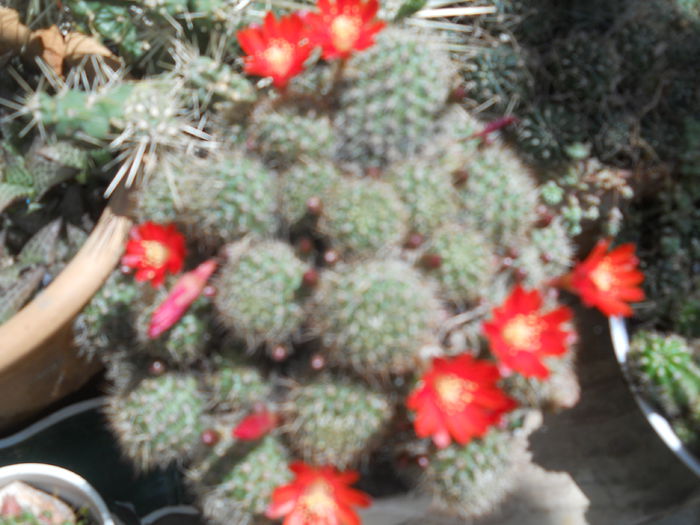 016 - cactusi
