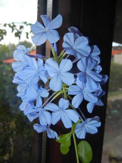 Plumbago auriculata (2014, Sep.27)