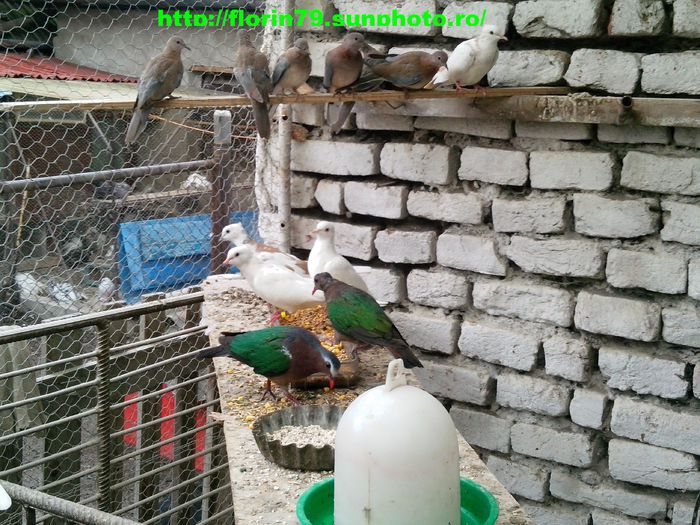 Porumbei cu aripi verzi