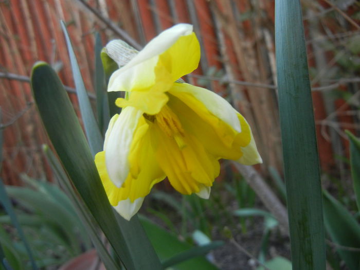 Narcissus Cassata (2014, March 20)
