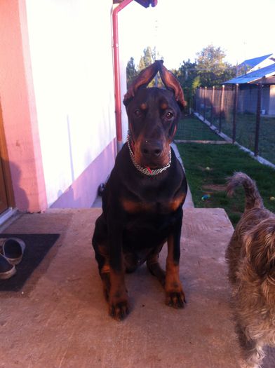 image - DOBERMANN DON DRAGON BLACKMAGIC  ANGEL